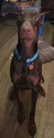 Gator, a male Doberman Pinscher for sale in Woodland, GA – 1 of 10