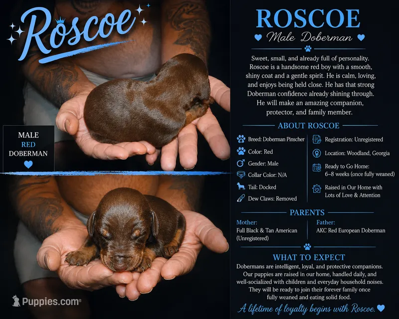 Roscoe – Doberman Pinscher puppy for sale in Woodland, GA