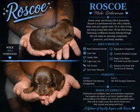 Roscoe, a male Doberman Pinscher for sale in Woodland, GA – 1 of 2