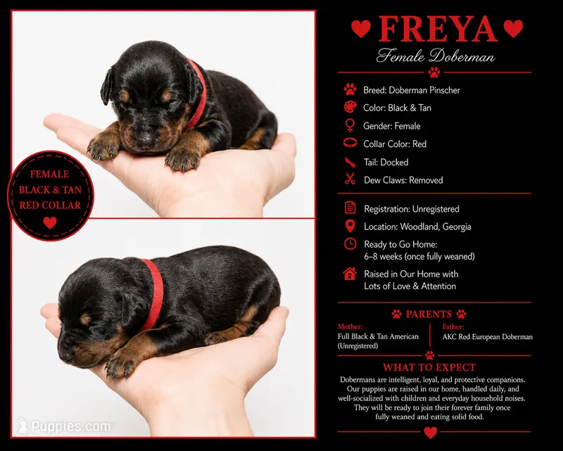 Freya – Doberman Pinscher puppy for sale in Woodland, GA