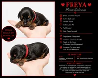 Freya, a female Doberman Pinscher for sale in Woodland, GA – 1 of 2