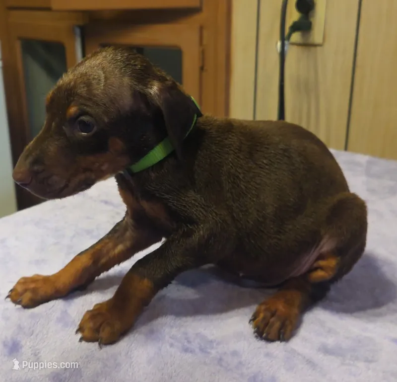 Roscoe – Doberman Pinscher puppy for sale in Woodland, GA
