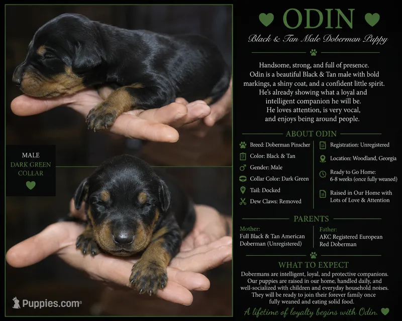 Odin – Doberman Pinscher puppy for sale in Woodland, GA