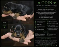 Odin, a male Doberman Pinscher for sale in Woodland, GA – 1 of 2