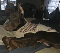 Gator, a male Doberman Pinscher for sale in Woodland, GA – 2 of 10