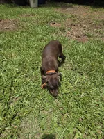 Piper, a female Doberman Pinscher for sale in Woodland, GA – 9 of 10