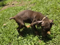 Roscoe, a male Doberman Pinscher for sale in Woodland, GA – 9 of 9