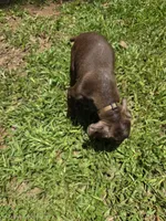 Roscoe, a male Doberman Pinscher for sale in Woodland, GA – 7 of 9