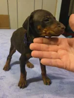 Ember, a female Doberman Pinscher for sale in Woodland, GA – 5 of 8