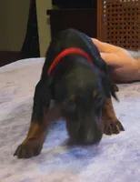 Freya, a female Doberman Pinscher for sale in Woodland, GA – 5 of 9