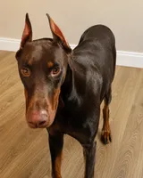 Gator, a male Doberman Pinscher for sale in Woodland, GA – 8 of 10