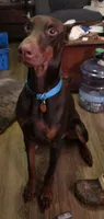 Gator, a male Doberman Pinscher for sale in Woodland, GA – 4 of 10