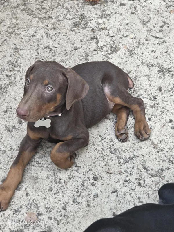 Bruno – Doberman Pinscher puppy for sale in Woodland, GA