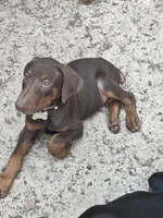Bruno, a female Doberman Pinscher for sale in Woodland, GA – 1 of 10