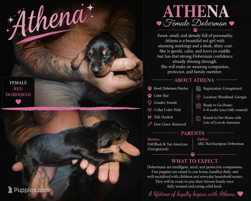 Athena – Doberman Pinscher puppy for sale in Woodland, GA