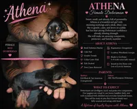 Athena, a female Doberman Pinscher for sale in Woodland, GA – 1 of 2