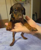 Roscoe, a male Doberman Pinscher for sale in Woodland, GA – 5 of 9
