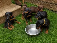 Freya, a female Doberman Pinscher for sale in Woodland, GA – 4 of 9