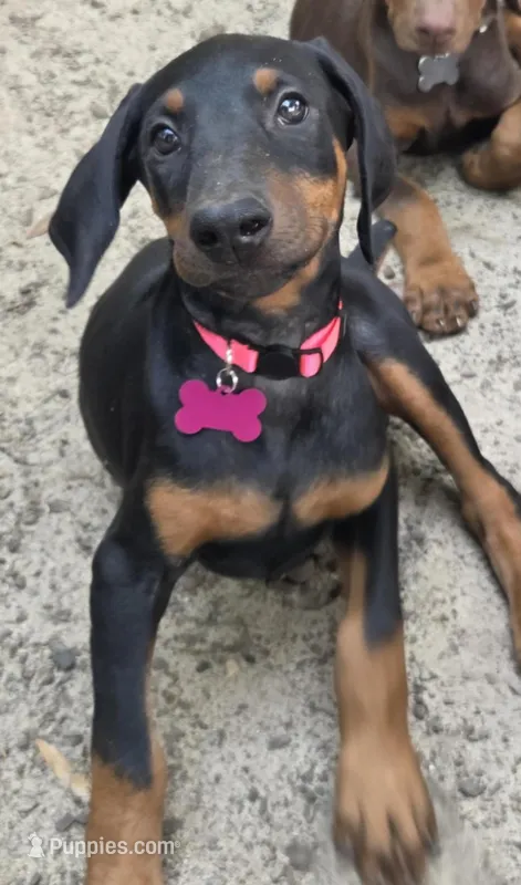 Nova – Doberman Pinscher puppy for sale in Woodland, GA