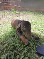 Piper, a female Doberman Pinscher for sale in Woodland, GA – 1 of 10