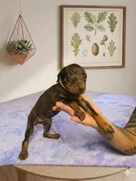Willow, a female Doberman Pinscher for sale in Woodland, GA – 9 of 10