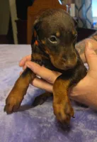 Piper, a female Doberman Pinscher for sale in Woodland, GA – 6 of 10