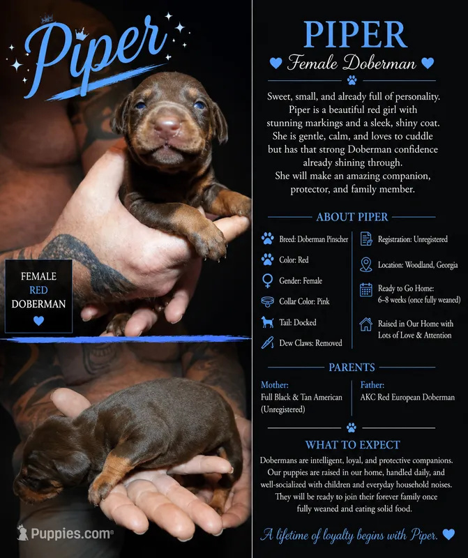 Piper – Doberman Pinscher puppy for sale in Woodland, GA