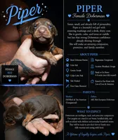 Piper, a female Doberman Pinscher for sale in Woodland, GA – 1 of 2