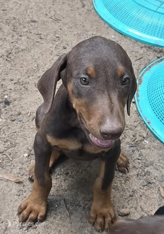 Piper – Doberman Pinscher puppy for sale in Woodland, GA