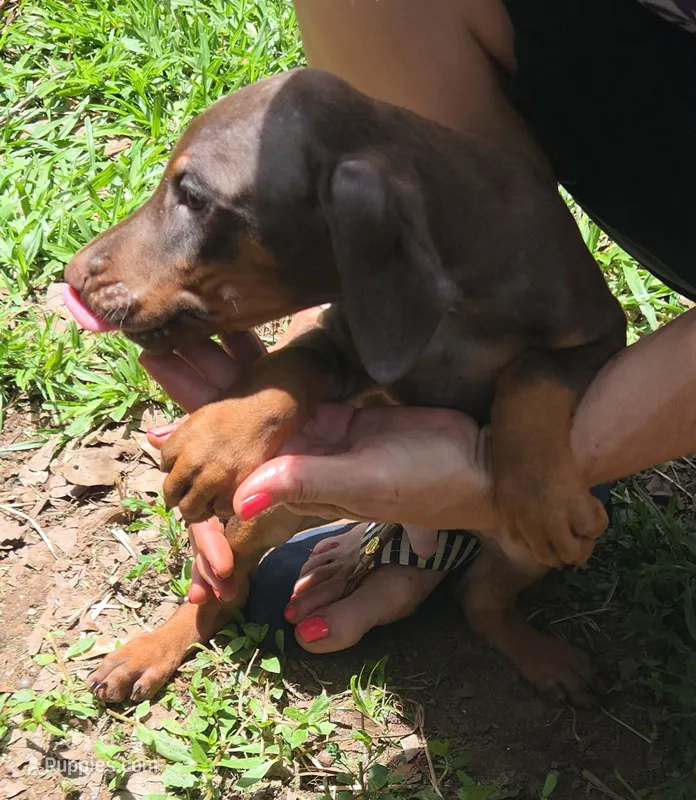 Willow – Doberman Pinscher puppy for sale in Woodland, GA