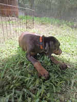 Piper, a female Doberman Pinscher for sale in Woodland, GA – 10 of 10