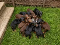 Roscoe, a male Doberman Pinscher for sale in Woodland, GA – 3 of 9