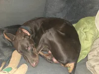 Gator, a male Doberman Pinscher for sale in Woodland, GA – 10 of 10