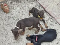 Bruno, a female Doberman Pinscher for sale in Woodland, GA – 9 of 10
