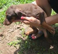 Willow, a female Doberman Pinscher for sale in Woodland, GA – 8 of 9