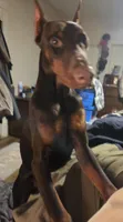 Gator, a male Doberman Pinscher for sale in Woodland, GA – 9 of 10