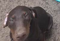 Willow, a female Doberman Pinscher for sale in Woodland, GA – 3 of 10