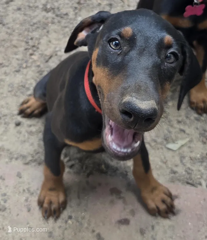 Freya – Doberman Pinscher puppy for sale in Woodland, GA