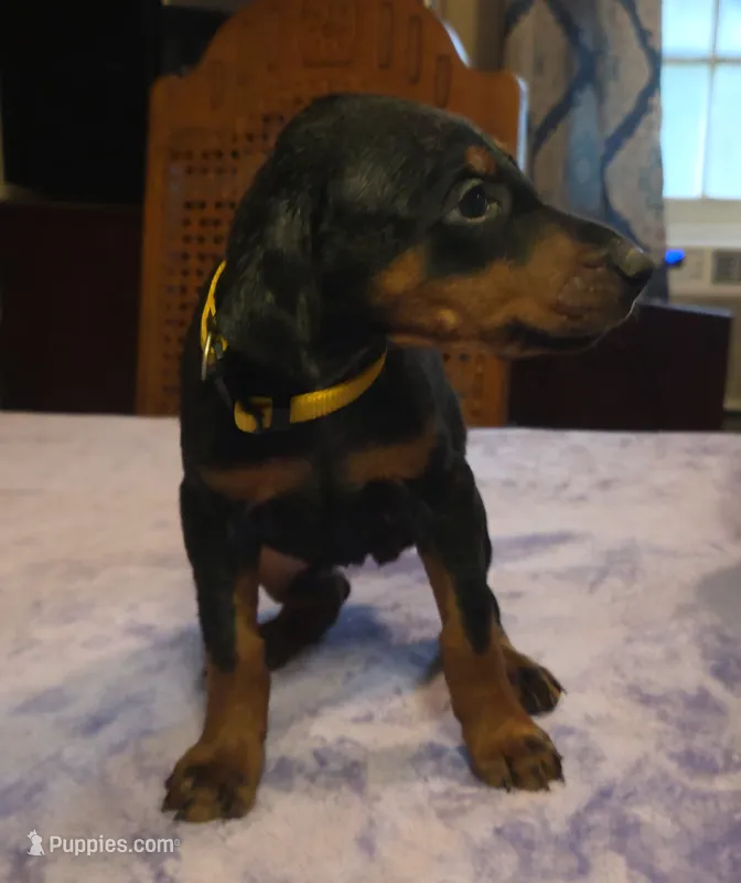 Zara – Doberman Pinscher puppy for sale in Woodland, GA