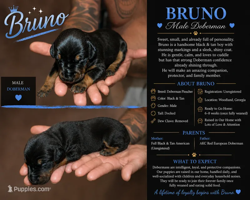 Bruno – Doberman Pinscher puppy for sale in Woodland, GA