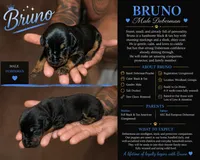 Bruno, a male Doberman Pinscher for sale in Woodland, GA – 1 of 2