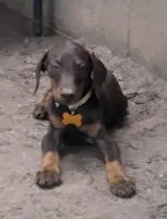 Willow, a female Doberman Pinscher for sale in Woodland, GA – 5 of 10