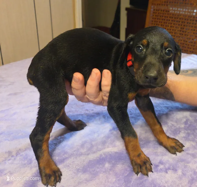 Freya – Doberman Pinscher puppy for sale in Woodland, GA