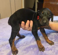 Freya, a female Doberman Pinscher for sale in Woodland, GA – 2 of 9