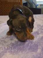 Ember, a female Doberman Pinscher for sale in Woodland, GA – 4 of 8