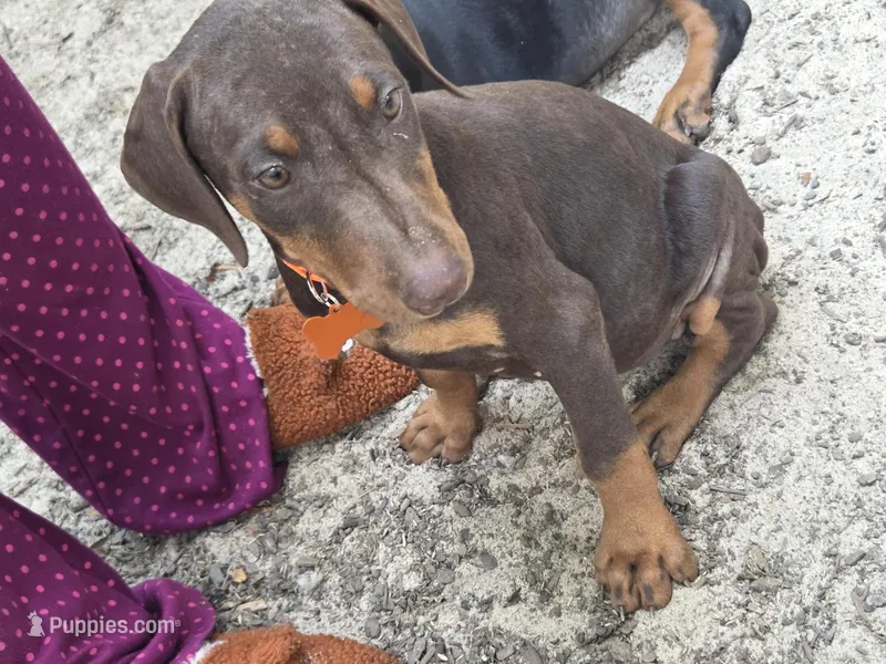 Piper – Doberman Pinscher puppy for sale in Woodland, GA