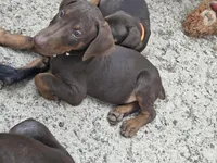 Bruno, a female Doberman Pinscher for sale in Woodland, GA – 8 of 10