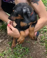 Freya, a female Doberman Pinscher for sale in Woodland, GA – 7 of 9