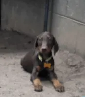 Willow, a female Doberman Pinscher for sale in Woodland, GA – 2 of 10
