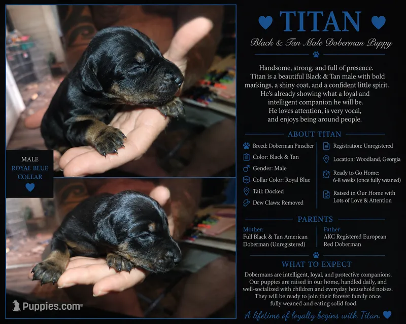 Titan – Doberman Pinscher puppy for sale in Woodland, GA